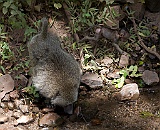 Chacma baboon with baby